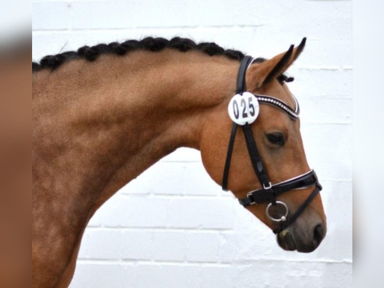 German Riding Pony Stallion 1 year Gray in ChüdenSalzwedel