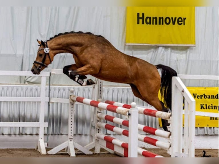 German Riding Pony Stallion 1 year Gray in ChüdenSalzwedel