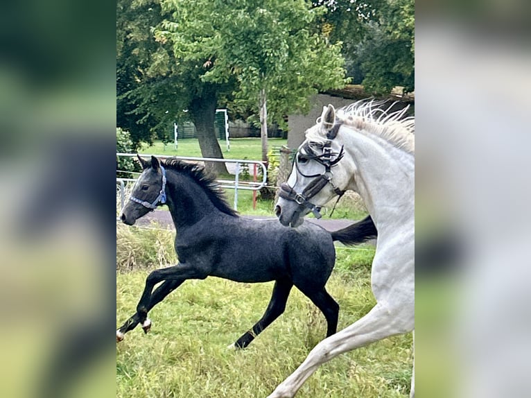 German Riding Pony Stallion 1 year Grey-Dark-Tan in Wieserode