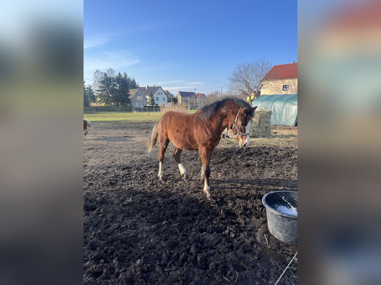 German Riding Pony Mix Stallion 1 year in ThümmlitzwaldeGrimma