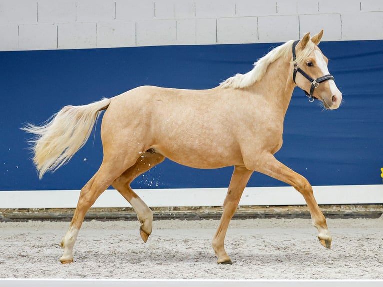 German Riding Pony Stallion 1 year Palomino in Marsberg