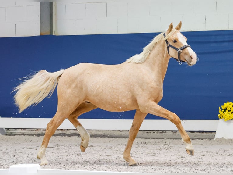 German Riding Pony Stallion 1 year Palomino in Marsberg
