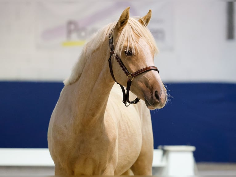 German Riding Pony Stallion 1 year Palomino in Marsberg