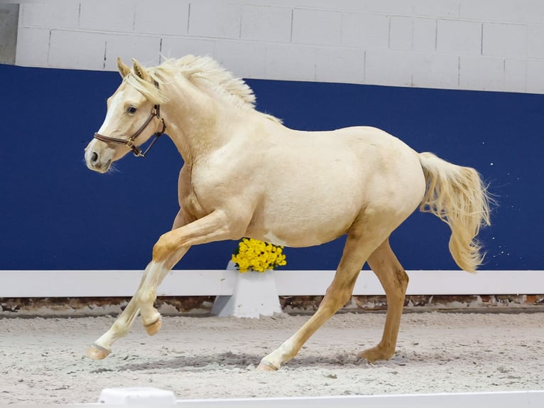 German Riding Pony Stallion 1 year Palomino in Marsberg