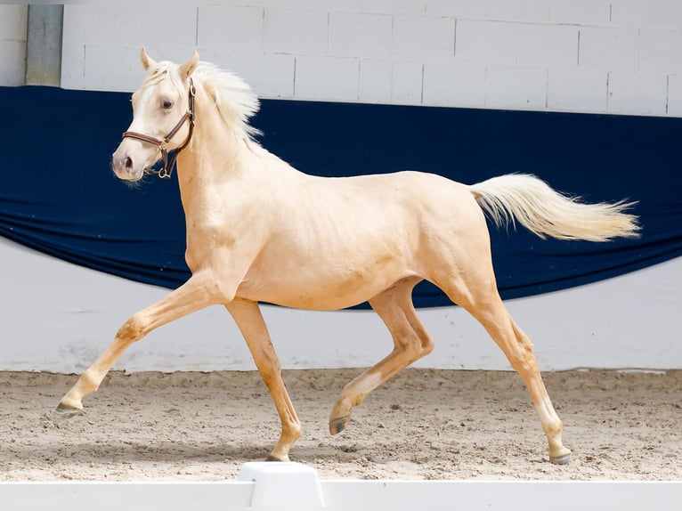 German Riding Pony Stallion 1 year Palomino in Marsberg