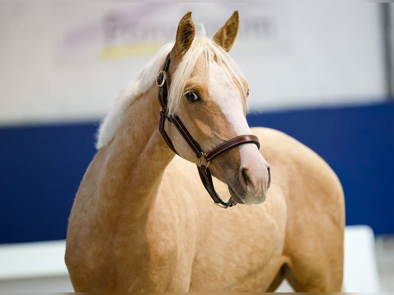 German Riding Pony Stallion 1 year Palomino in Marsberg