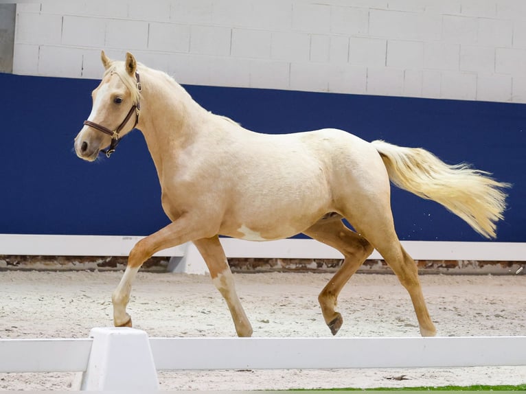 German Riding Pony Stallion 1 year Palomino in Marsberg