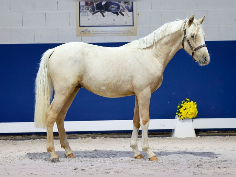 German Riding Pony Stallion 1 year Palomino in Marsberg