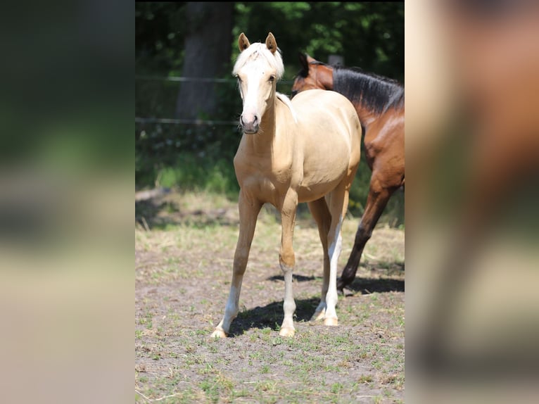 German Riding Pony Stallion 1 year Palomino in Neuenkirchen-V&#xF6;rden