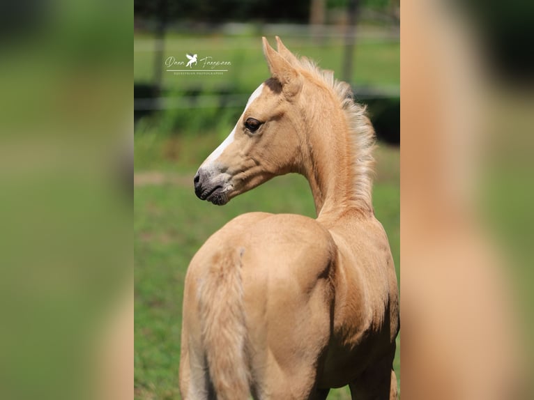 German Riding Pony Stallion 1 year Palomino in Neuenkirchen-V&#xF6;rden
