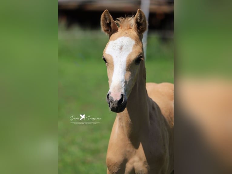 German Riding Pony Stallion 1 year Palomino in Neuenkirchen-V&#xF6;rden