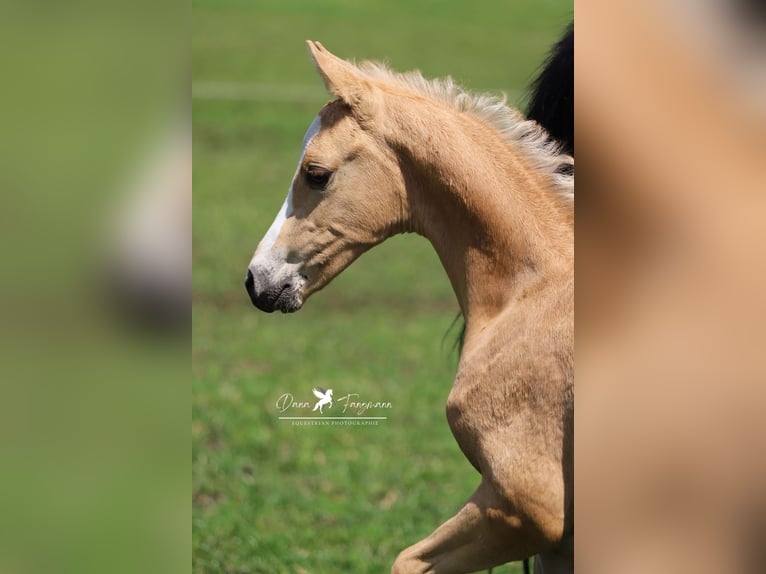 German Riding Pony Stallion 1 year Palomino in Neuenkirchen-V&#xF6;rden