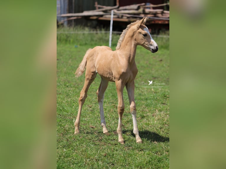 German Riding Pony Stallion 1 year Palomino in Neuenkirchen-V&#xF6;rden