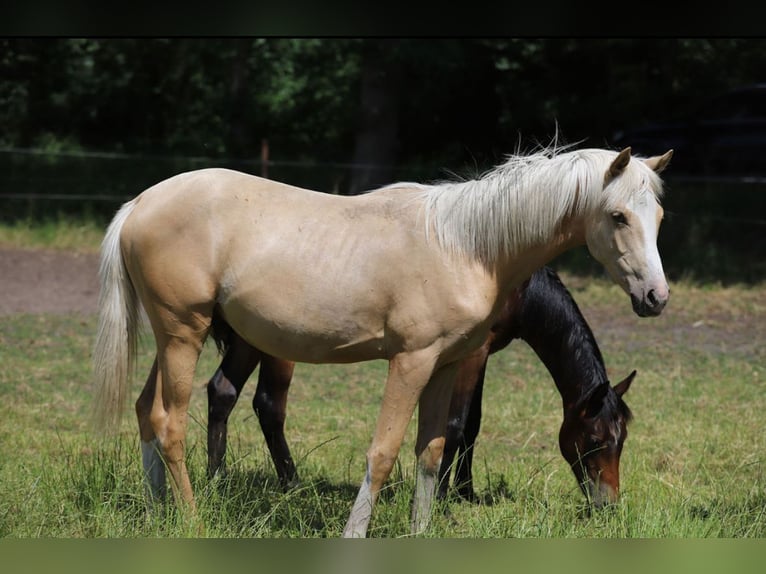 German Riding Pony Stallion 1 year Palomino in Neuenkirchen-V&#xF6;rden