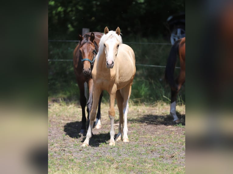 German Riding Pony Stallion 1 year Palomino in Neuenkirchen-V&#xF6;rden