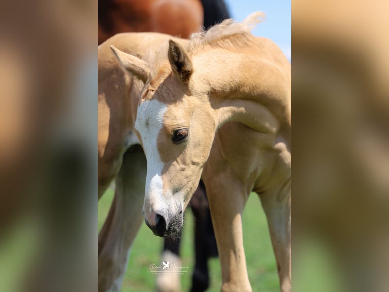 German Riding Pony Stallion 1 year Palomino in Neuenkirchen-V&#xF6;rden