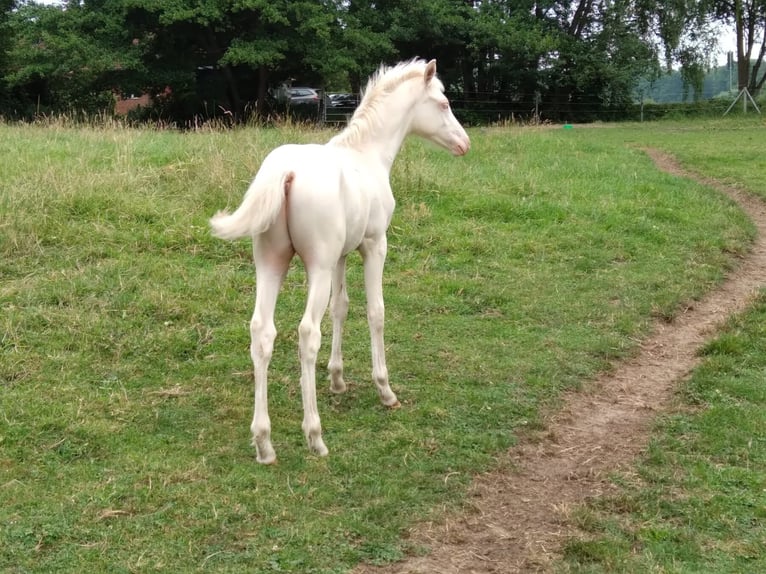 German Riding Pony Stallion 1 year Perlino in Meißenheim