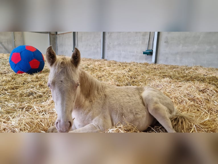 German Riding Pony Stallion 1 year Perlino in Münster