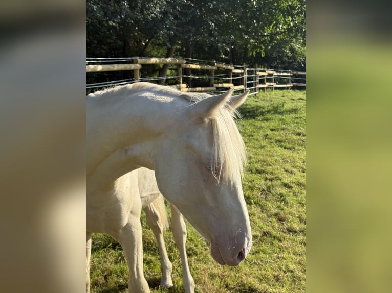 German Riding Pony Stallion 1 year Perlino in Springe