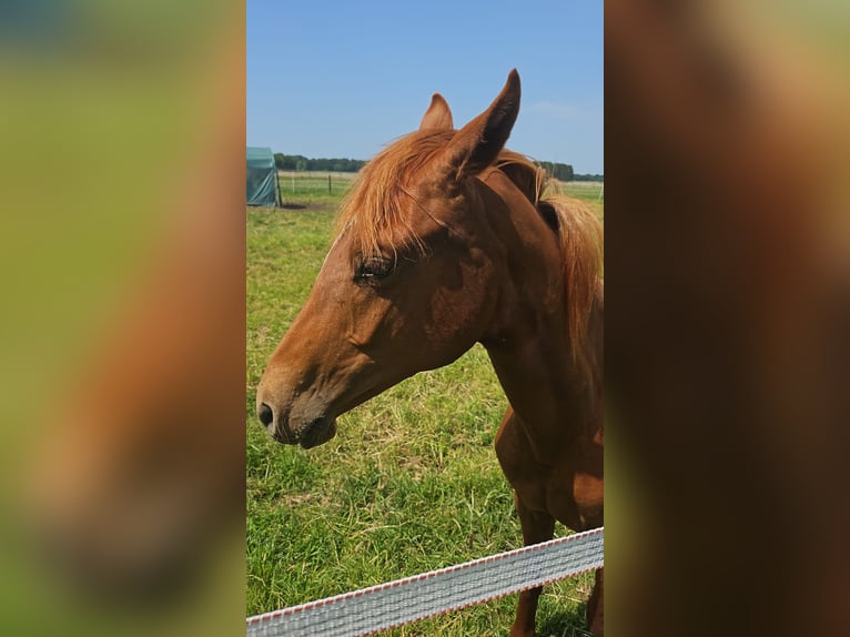German Riding Pony Stallion 1 year in Ostrhauderfehn