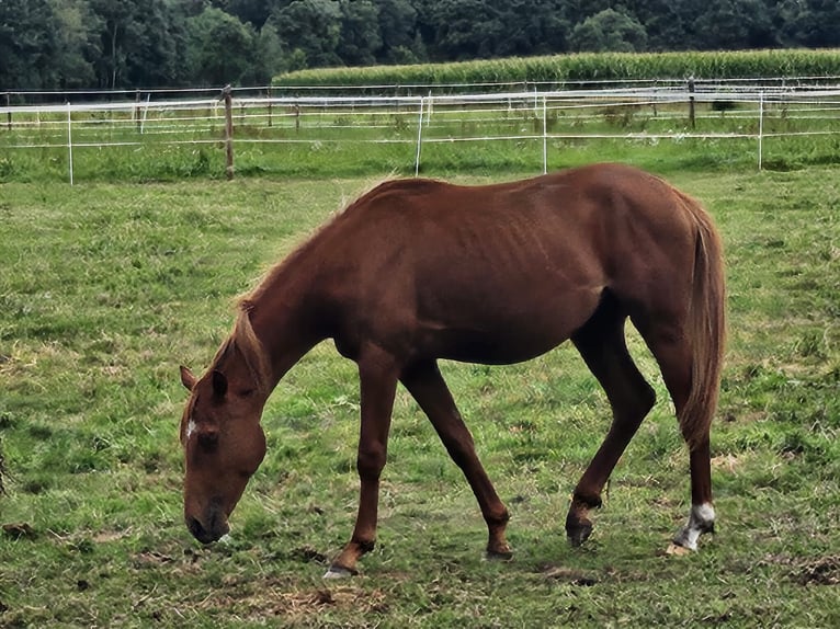 German Riding Pony Stallion 1 year in Ostrhauderfehn