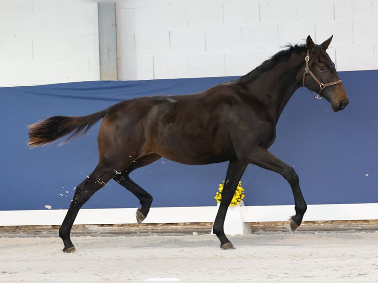 German Riding Pony Stallion 1 year Smoky-Black in Marsberg