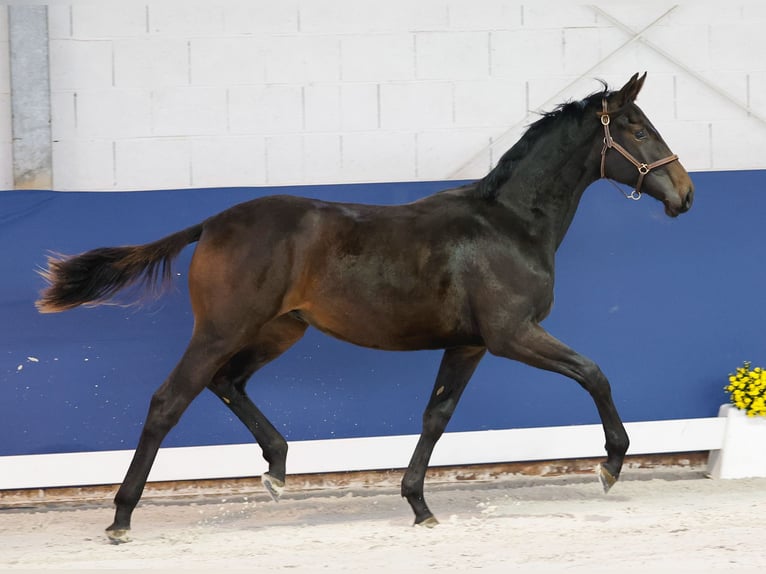 German Riding Pony Stallion 1 year Smoky-Black in Marsberg
