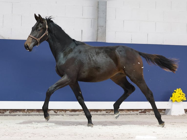 German Riding Pony Stallion 1 year Smoky-Black in Marsberg
