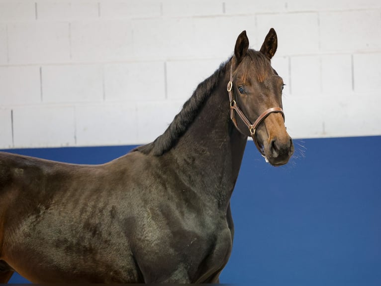 German Riding Pony Stallion 1 year Smoky-Black in Marsberg