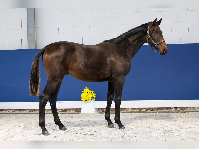 German Riding Pony Stallion 1 year Smoky-Black in Marsberg