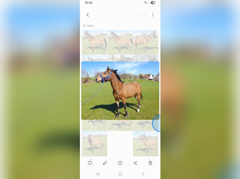 German Riding Pony Stallion 20 years 14.1 hh Brown in Niederstotzingen