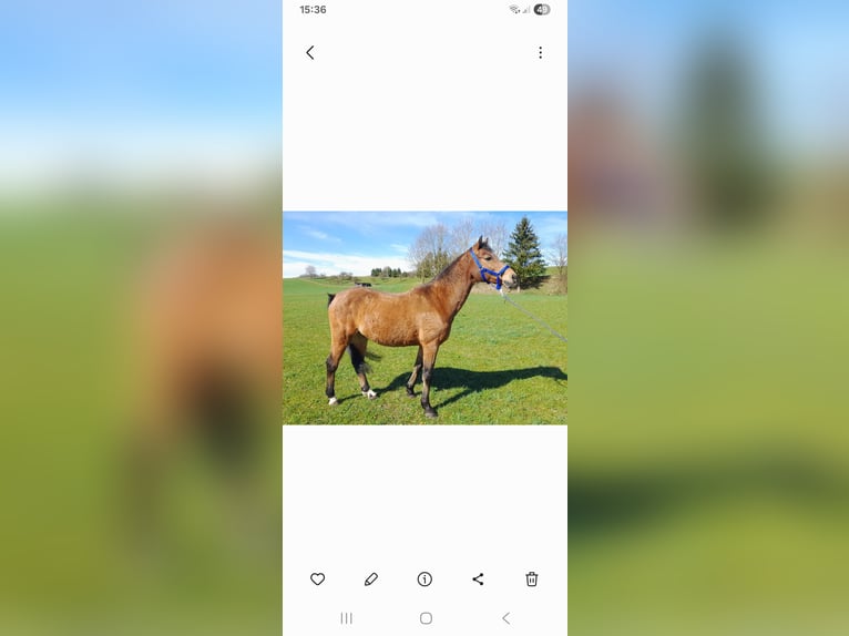 German Riding Pony Stallion 20 years 14,1 hh Brown in Niederstotzingen