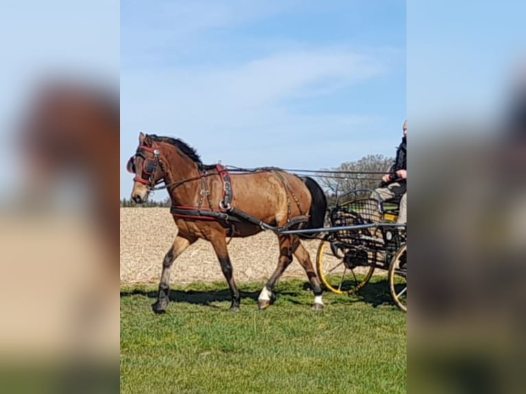 German Riding Pony Stallion 20 years 14,1 hh Brown in Niederstotzingen