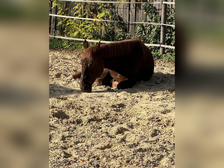 German Riding Pony Stallion 20 years 15,1 hh Chestnut-Red in Wien, Leopoldstadt