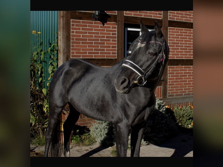 German Riding Pony Stallion 21 years 14,3 hh Smoky-Black in Wildeshausen