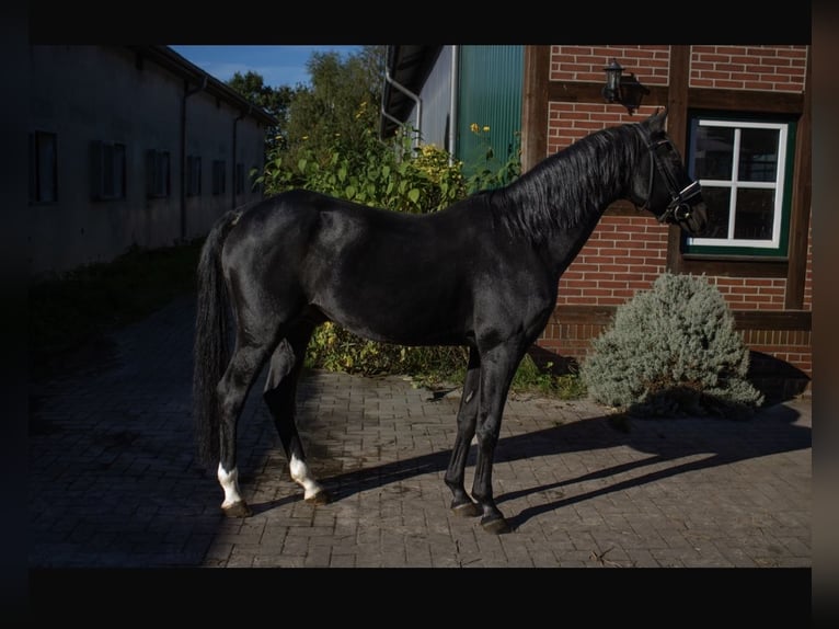 German Riding Pony Stallion 21 years 14,3 hh Smoky-Black in Wildeshausen