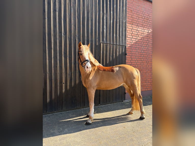 German Riding Pony Stallion 22 years 14,2 hh Chestnut-Red in Alzenau in Unterfranken