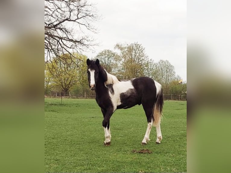 German Riding Pony Stallion 2 years 12.2 hh Pinto in Oebisfelde