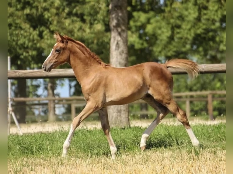 German Riding Pony Stallion 2 years 13.1 hh Chestnut-Red in Montabaur