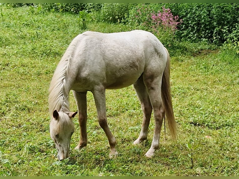 German Riding Pony Mix Stallion 2 years 13,2 hh Leopard-Piebald in Freden (Leine)