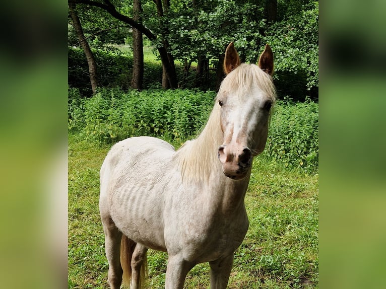 German Riding Pony Mix Stallion 2 years 13,2 hh Leopard-Piebald in Freden (Leine)