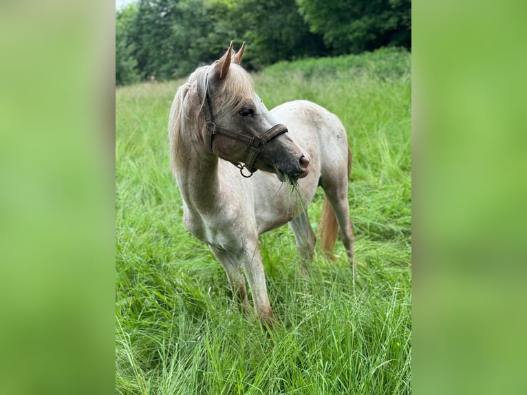 German Riding Pony Mix Stallion 2 years 13,2 hh Leopard-Piebald in Freden (Leine)