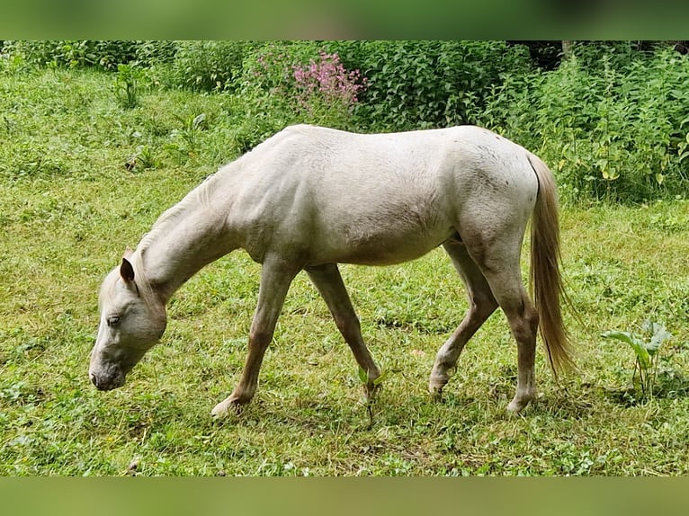 German Riding Pony Mix Stallion 2 years 13,2 hh Leopard-Piebald in Freden (Leine)