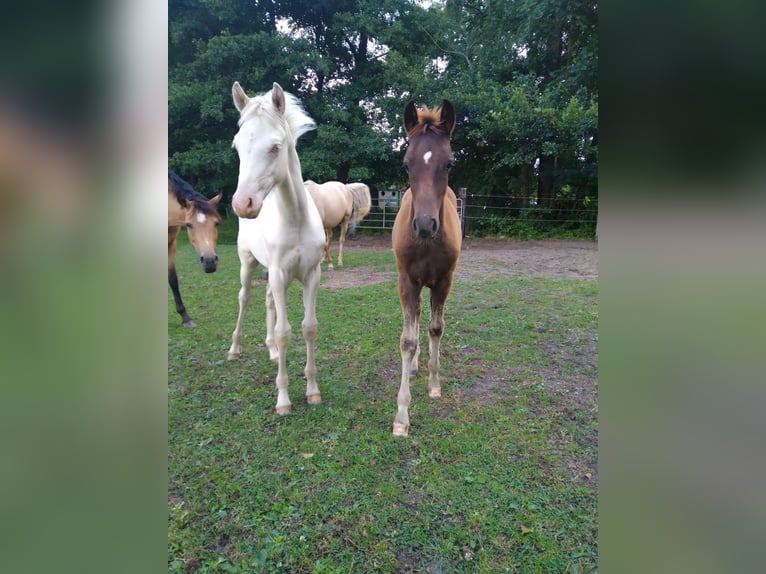 German Riding Pony Stallion 2 years 13,2 hh Perlino in Meißenheim