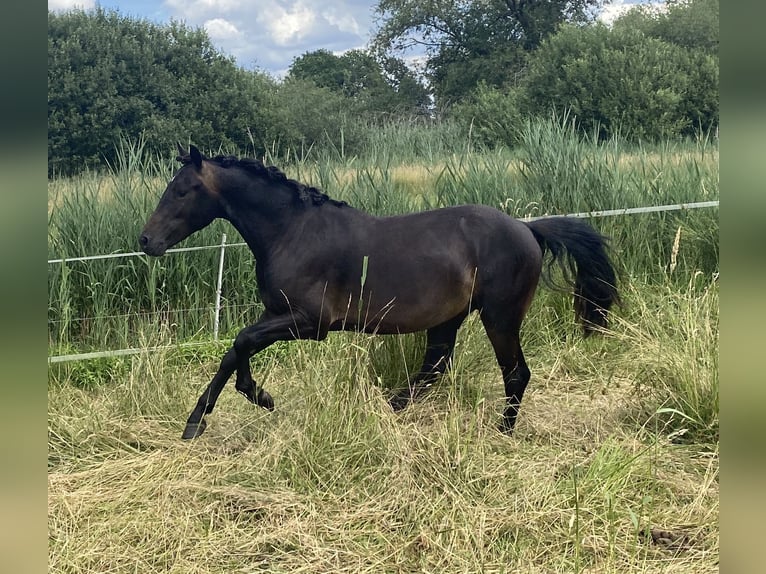 German Riding Pony Stallion 2 years 13.2 hh Smoky-Black in Alfhausen