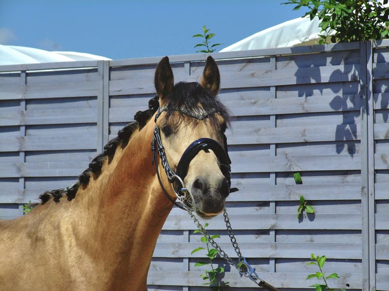 German Riding Pony Stallion 2 years 13.3 hh Buckskin in Gelenau/Erzgebirge