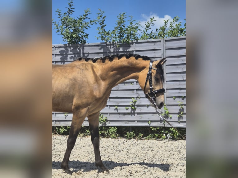 German Riding Pony Stallion 2 years 13.3 hh Buckskin in Gelenau/Erzgebirge