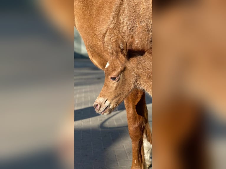 German Riding Pony Stallion 2 years 13,3 hh Chestnut-Red in Hilgenroth