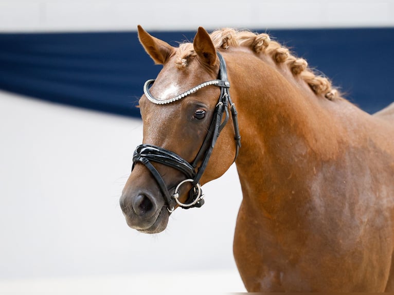 German Riding Pony Stallion 2 years 13,3 hh Chestnut-Red in Marsberg