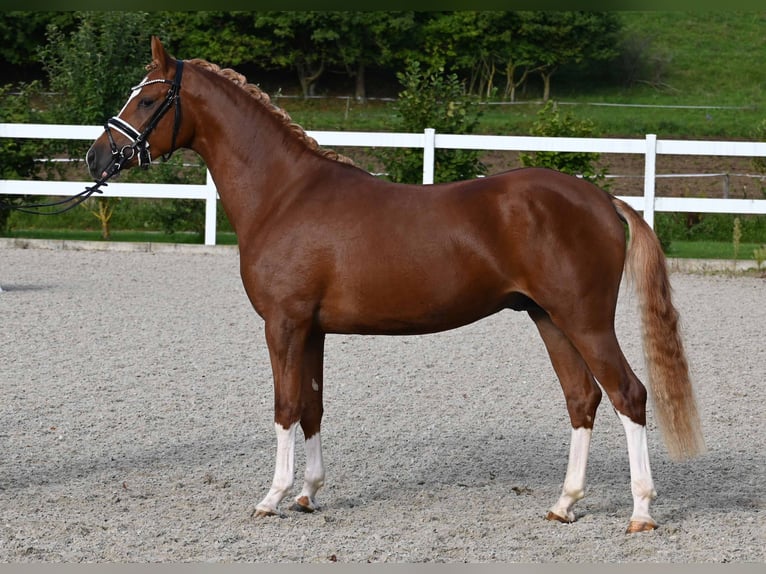 German Riding Pony Stallion 2 years 13,3 hh Chestnut-Red in Gomadingen